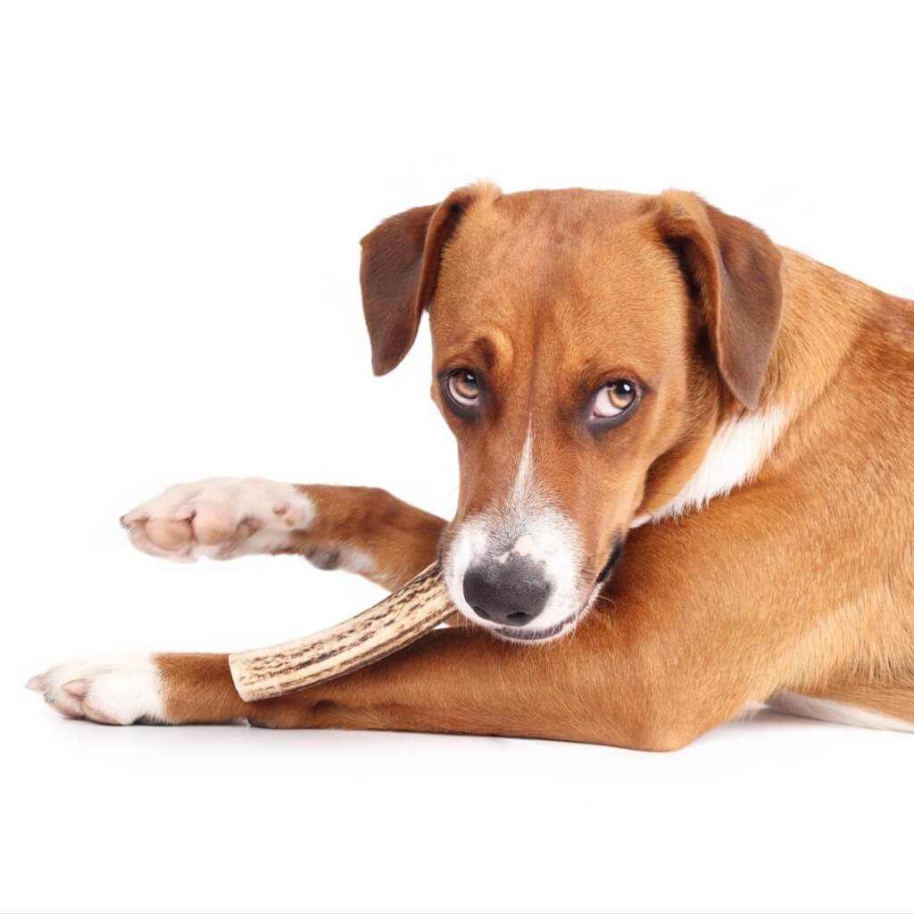 bois de cerf et securit dentaire chien