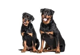 Rottweilers en photo