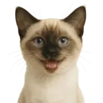 Chats