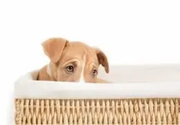 chien anxieux
