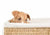 chien anxieux
