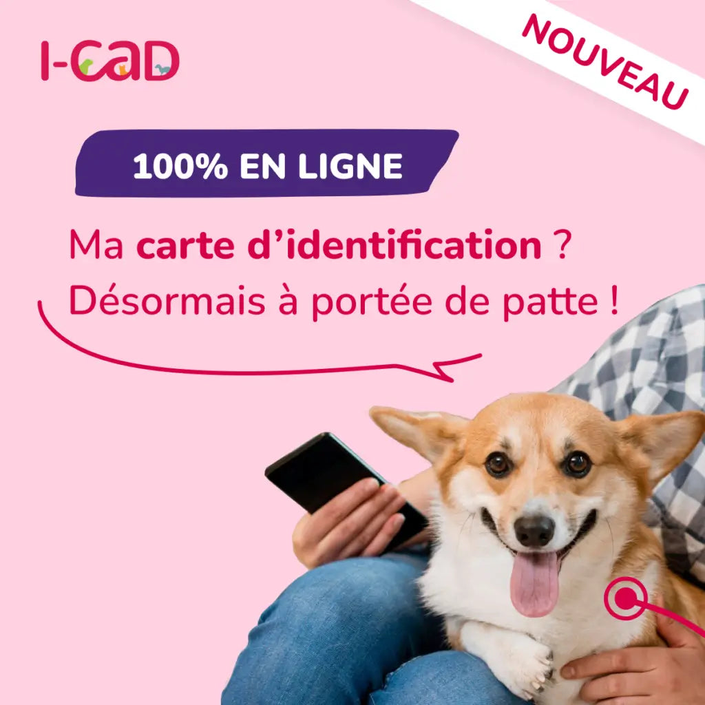 ICAD : Le guide expert pour la sécurité absolue de votre chien