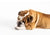 chien qui se lèche