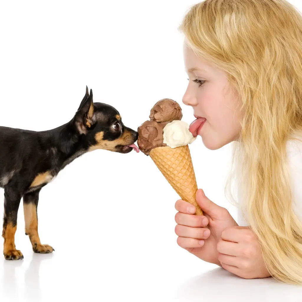 Friandises d’été pour chien : 15 idées “super cool” pour rafraîchir, occuper et récompenser (2025)