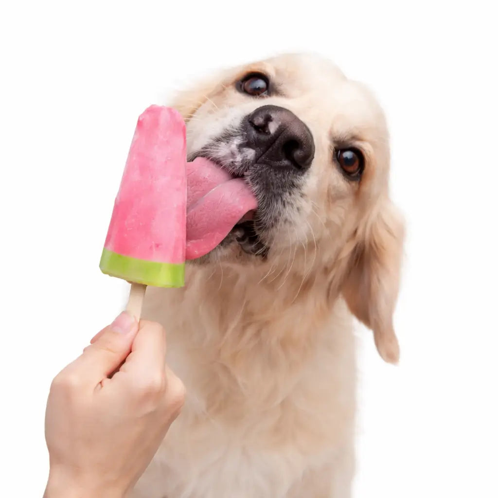 Sucettes glacées pour chien : peut-on en donner ?