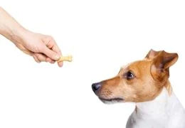 meilleures friandises pour chien