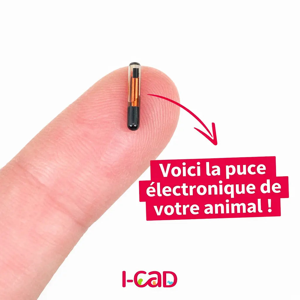 puce électronique et tatouage ICAD