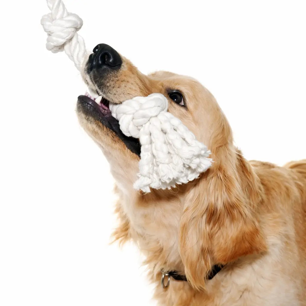 Le Tug pour chien : le guide complet pour jouer en toute sécurité