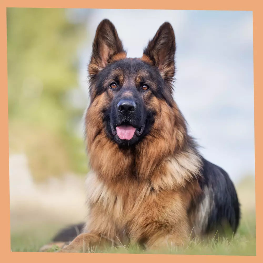 Chien calme grâce aux friandises naturelles à mâcher