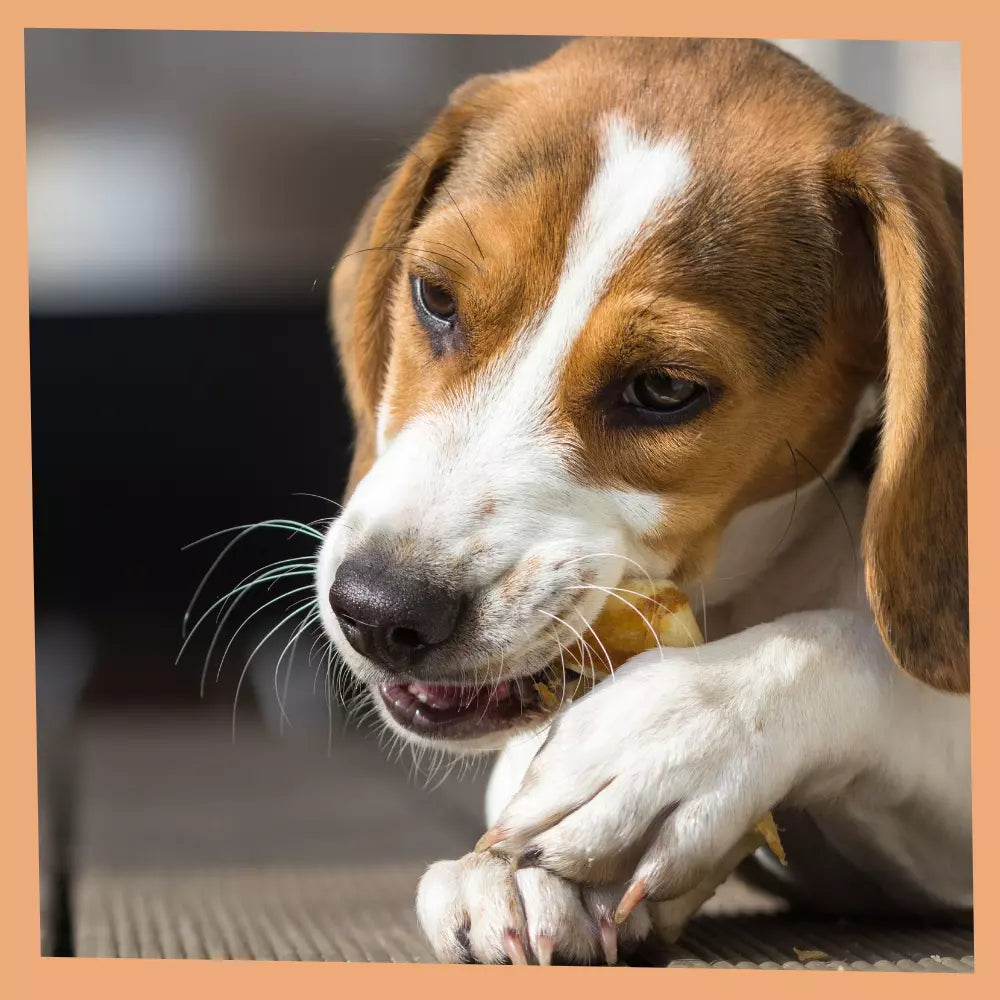 Sélection de friandises 100% naturelles Cernunos