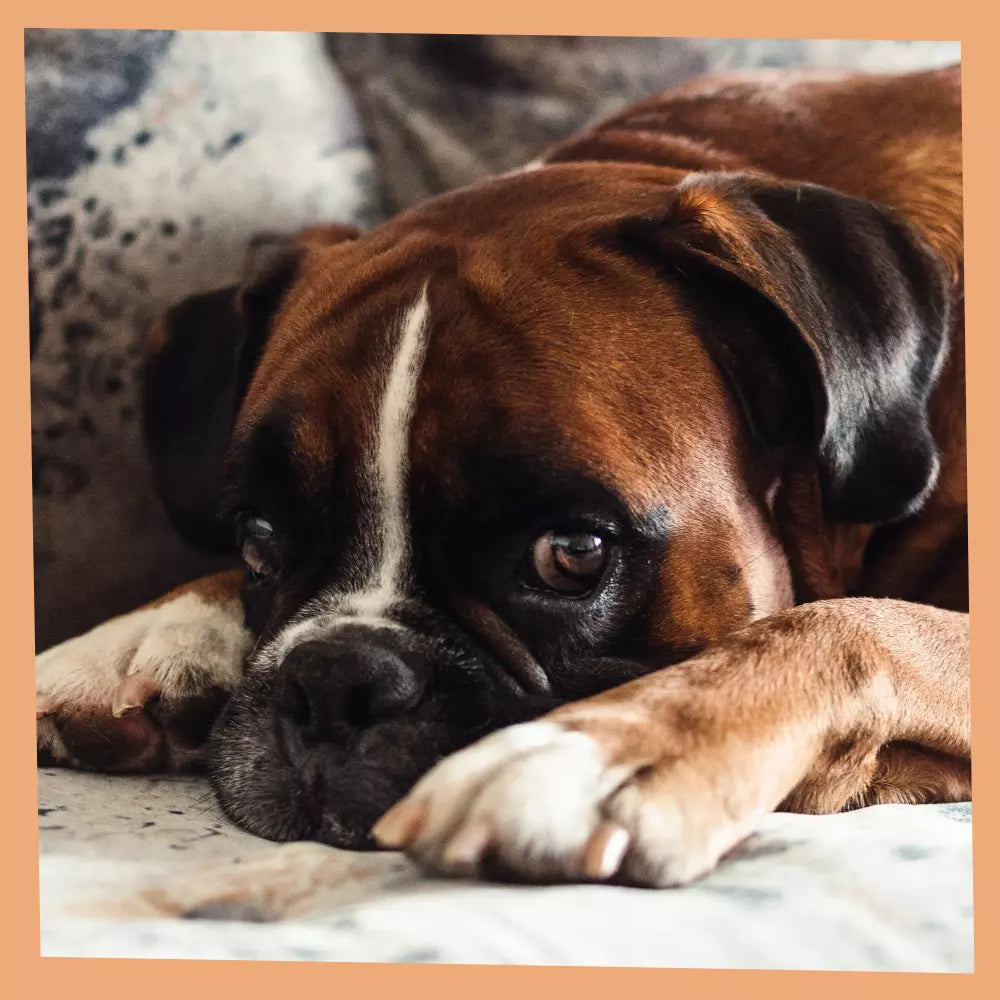 Mastication longue durée pour réduire le stress du chien