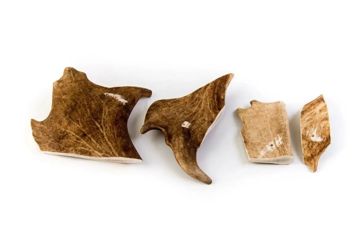 Bois de daim pour chien