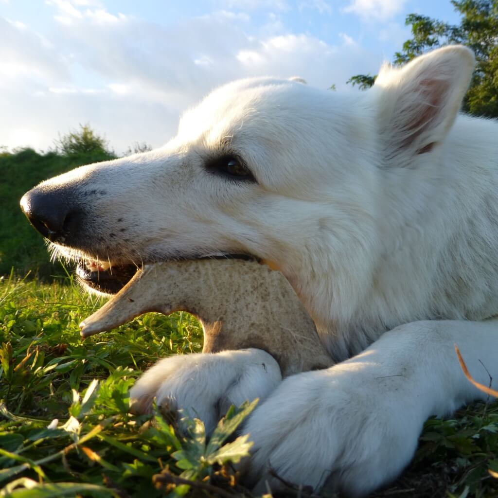 bois_de_daim pour chien
