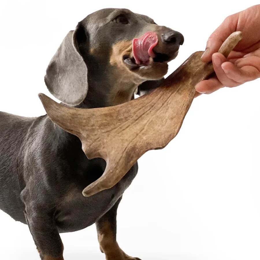 bois_de_daim_pour_chien
