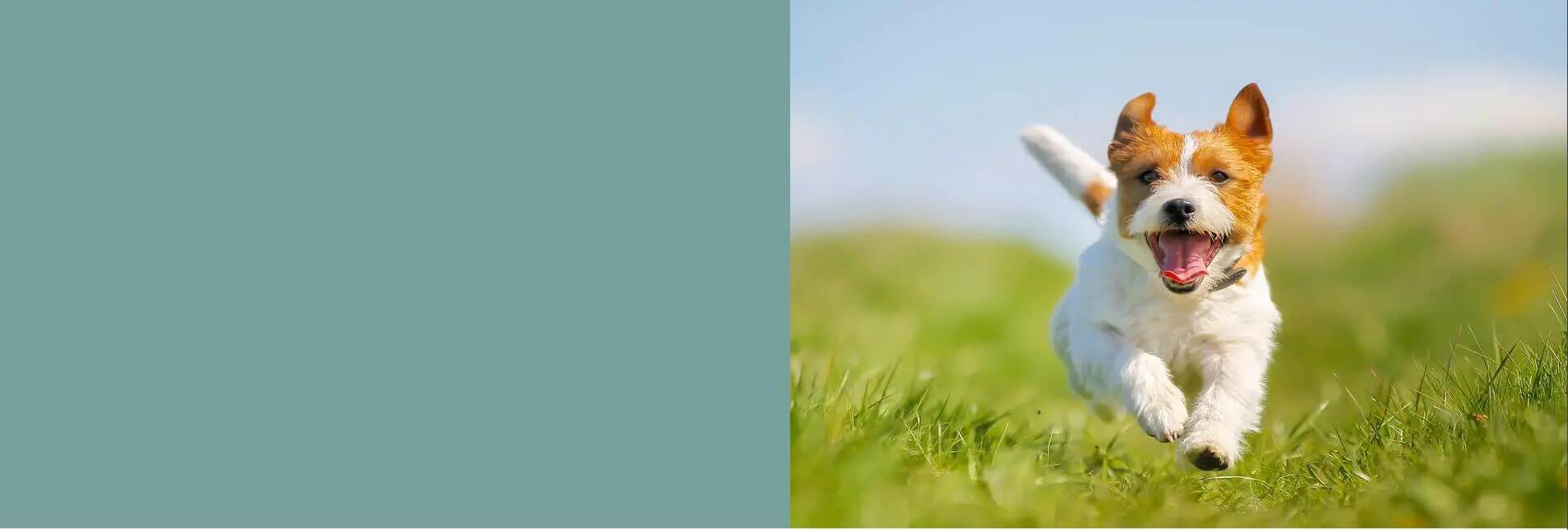 chien_heureux_mastication