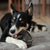 chien_mache_une_corne_de_buffle