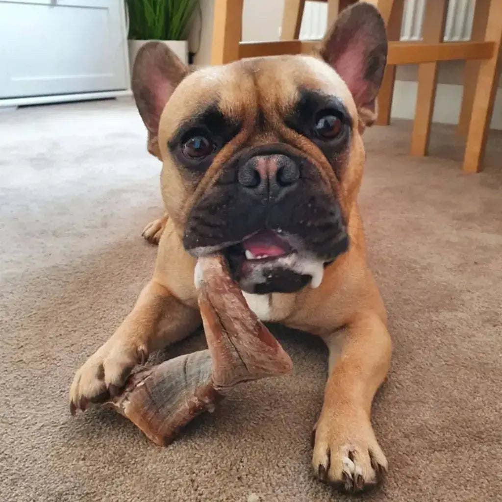 chien_mastication_corne_de_mouton_chien