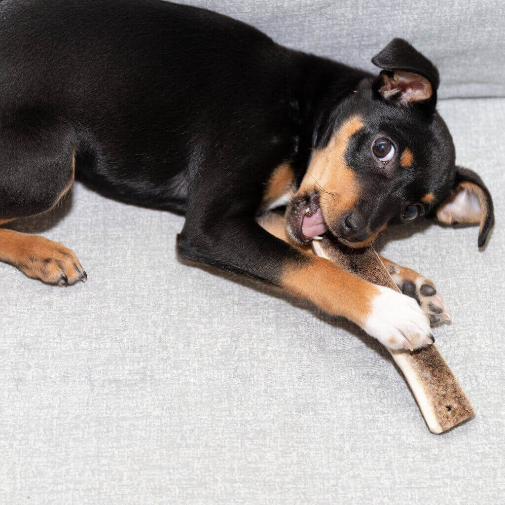 chien qui mâche un bois de cerf tranché
