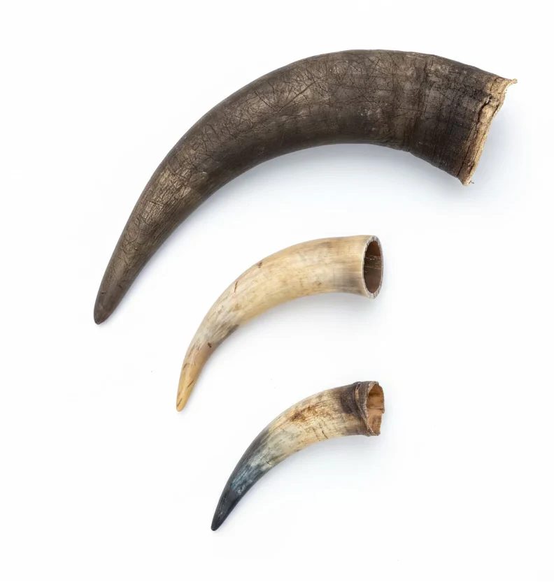 corne de vache pour chien