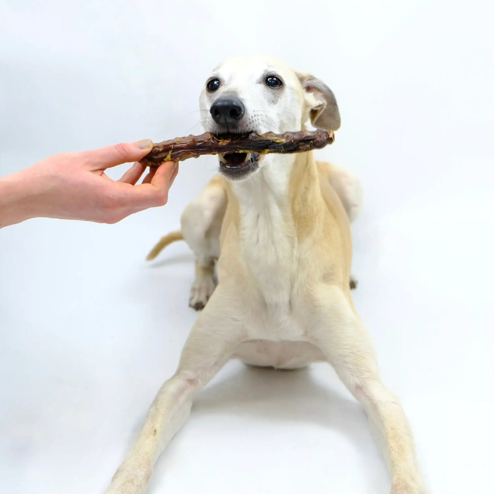 cou_d_oie_mastication_pour_chien