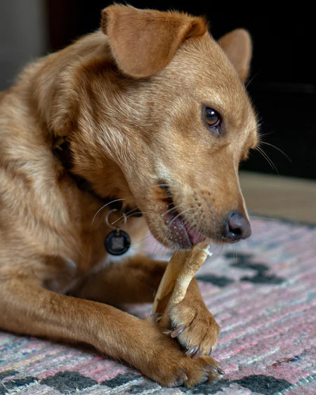 cuir_chevelu_boeuf_pour_chien