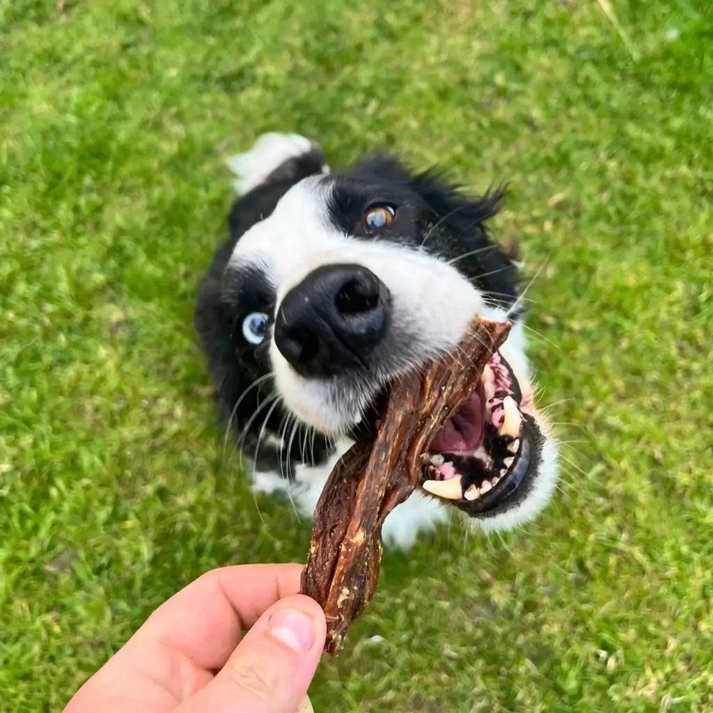 mamelle de vache pour chien