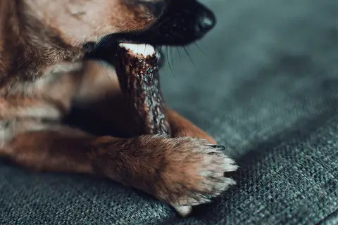 mastication pour chien