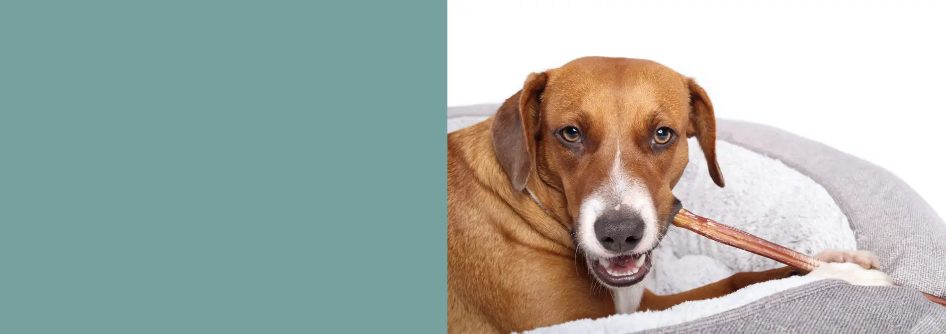 mastication chien nerf de bœuf