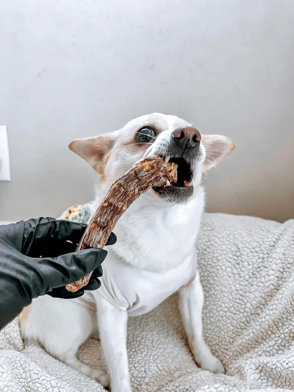 mastication_cou_d_oie_1
