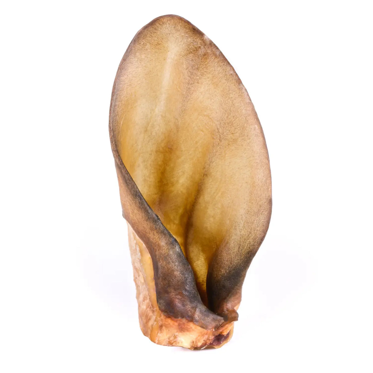 oreille_boeuf_chien