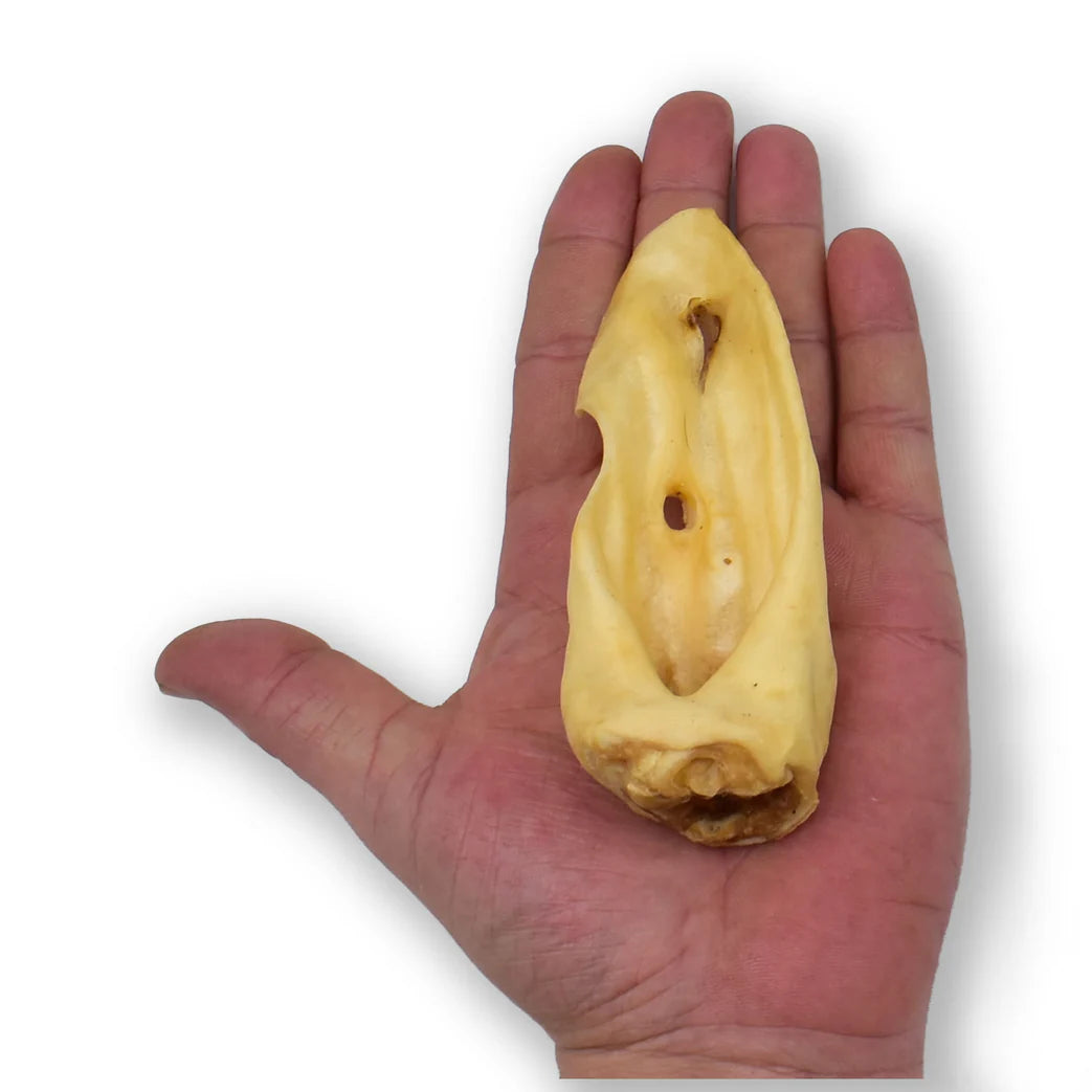 oreille_d_agneau_pour_chien_main