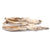 oreille_de_lapin