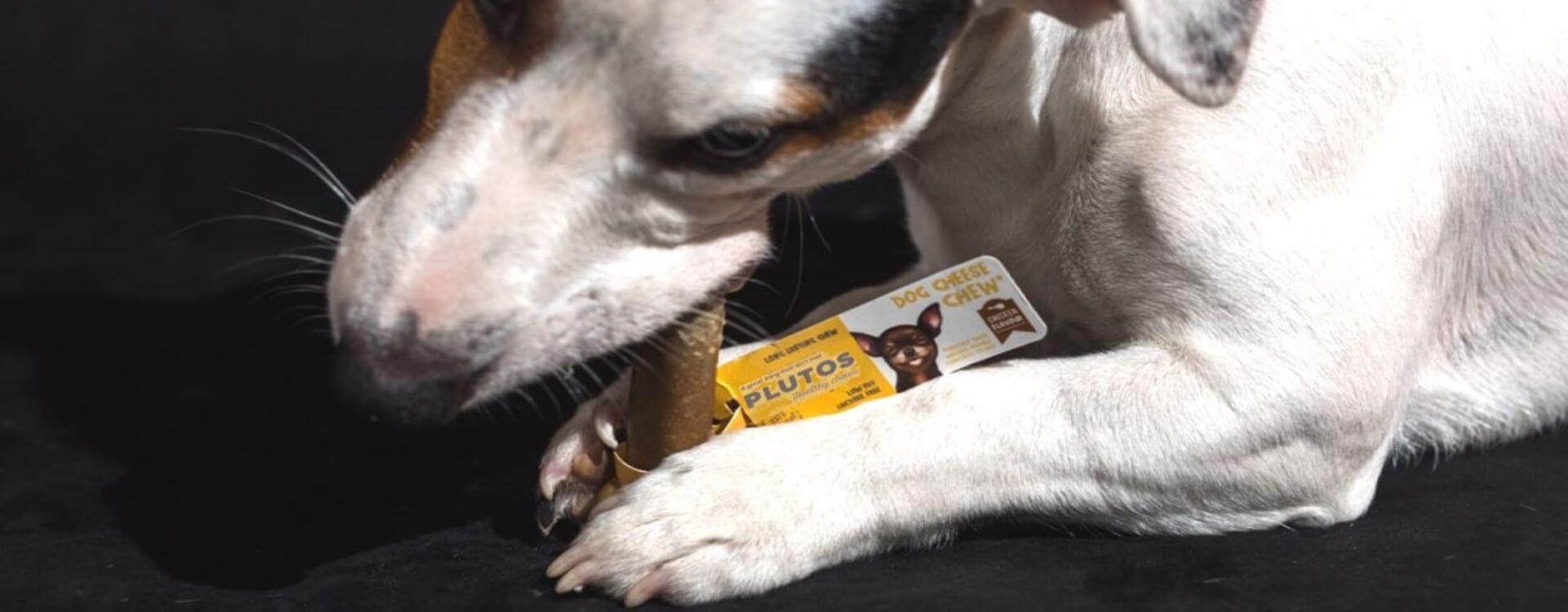 os-a-macher-chien-plutos