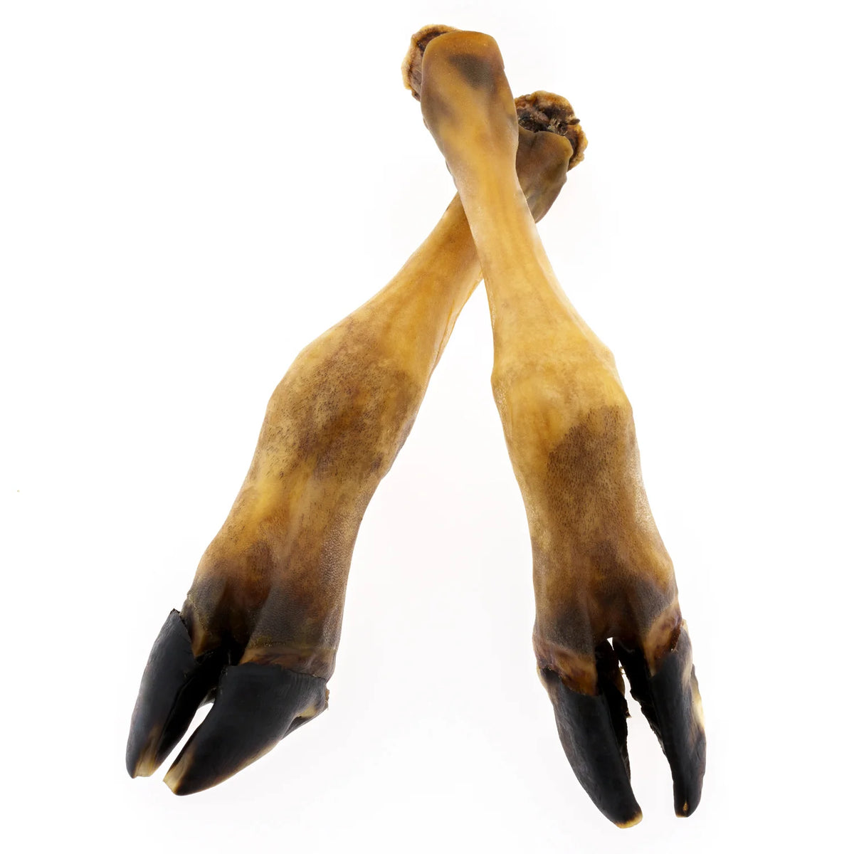 Patte d'agneau pour chien