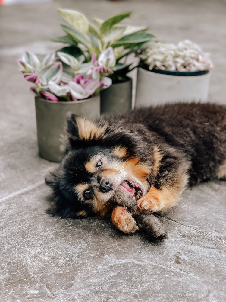 patte de lapin pour chien