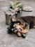 patte de lapin pour chien