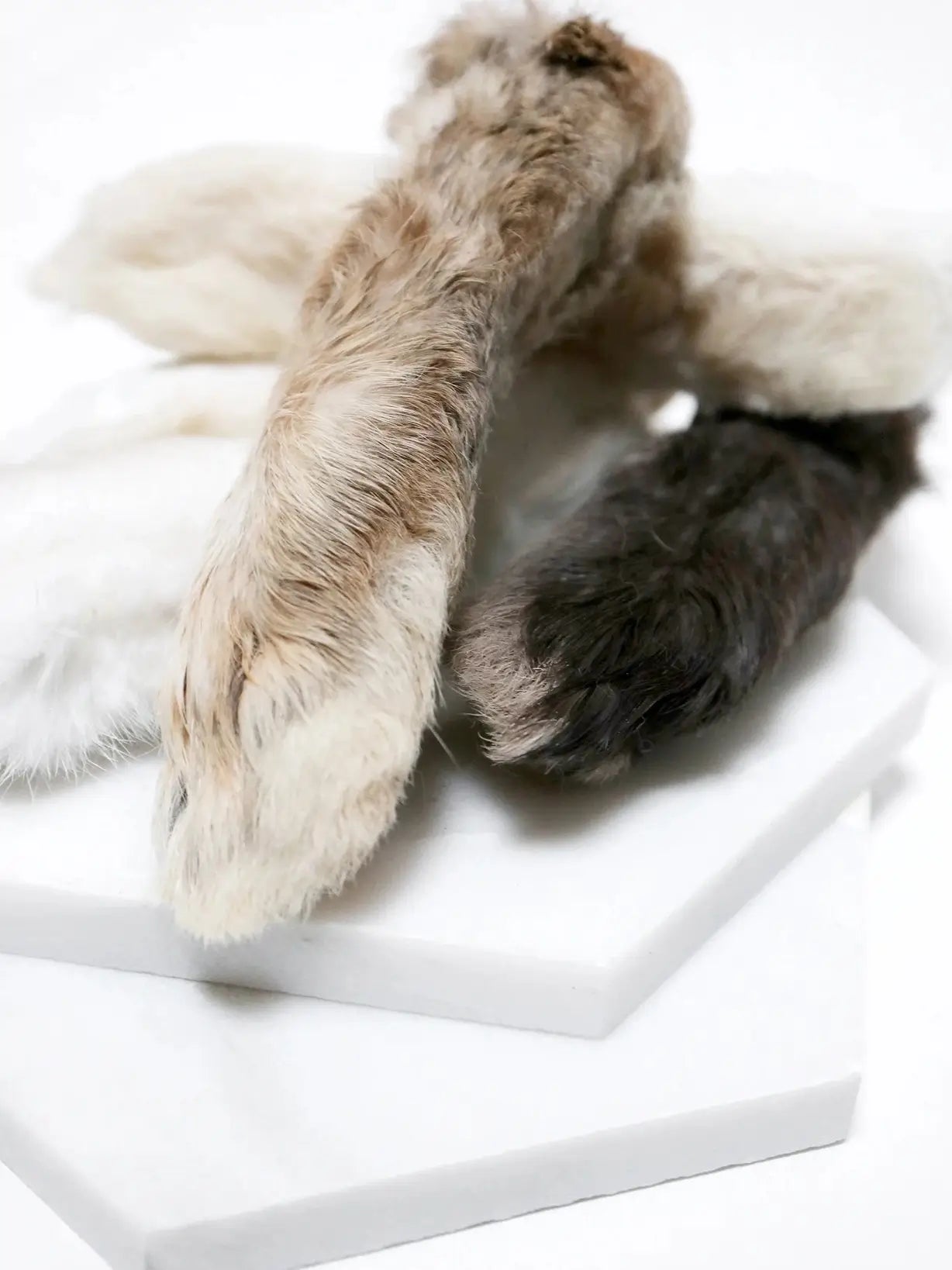 Patte de lapin pour chien