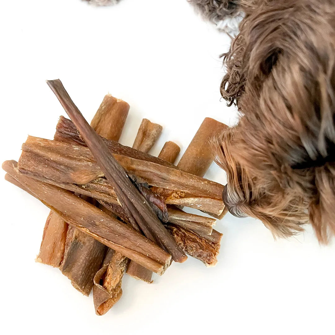 peau_de_sanglier_chien 