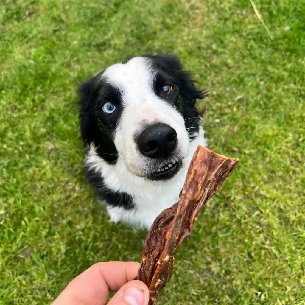 mamelle de vache pour chien