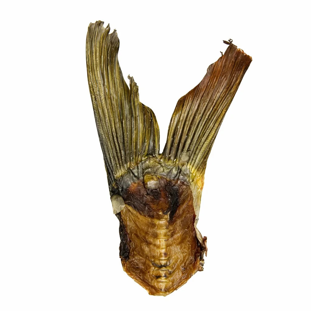 Queue de carpe pour chien