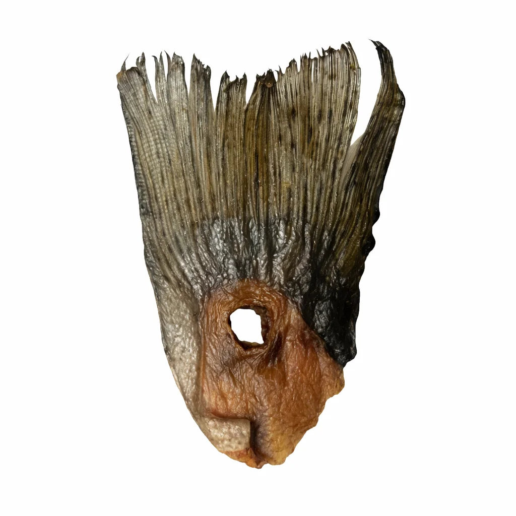 Queue de truite pour chien