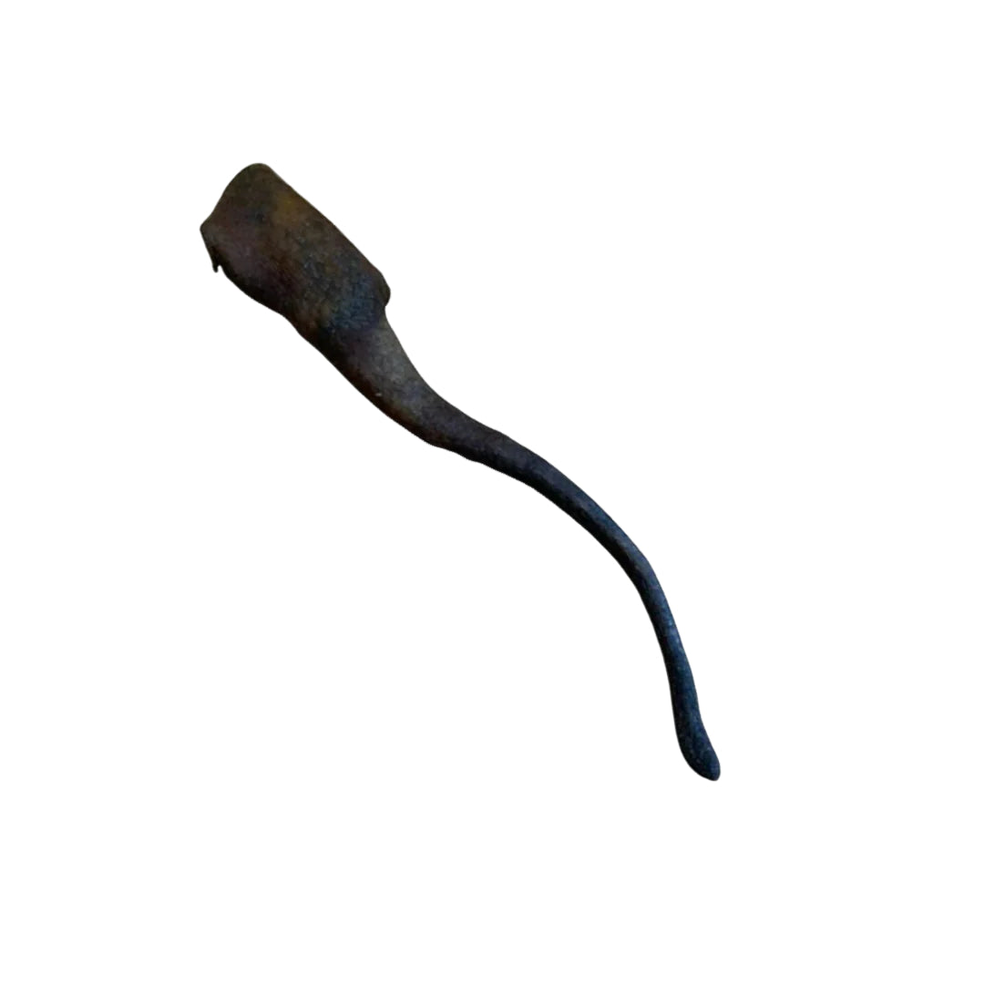 Queue de sanglier pour chien