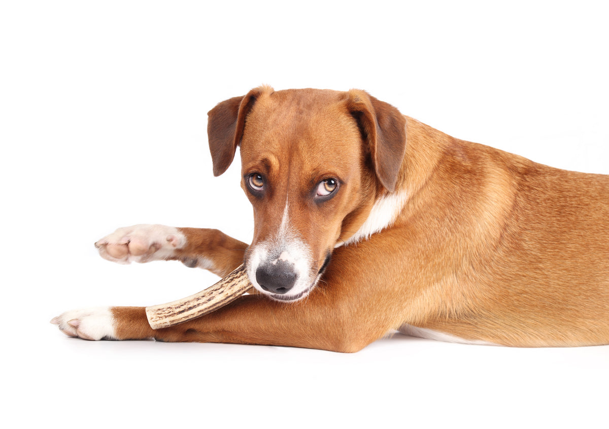Comment conserver les friandises naturelles pour chien ? (Guide expert