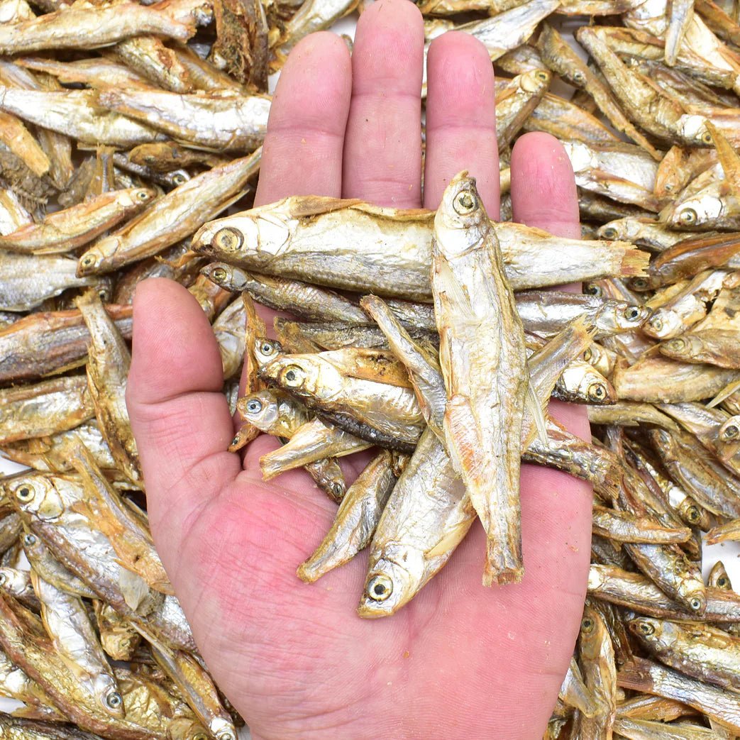 sprats pour tous chien