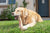 trachee_de_boeuf_chien