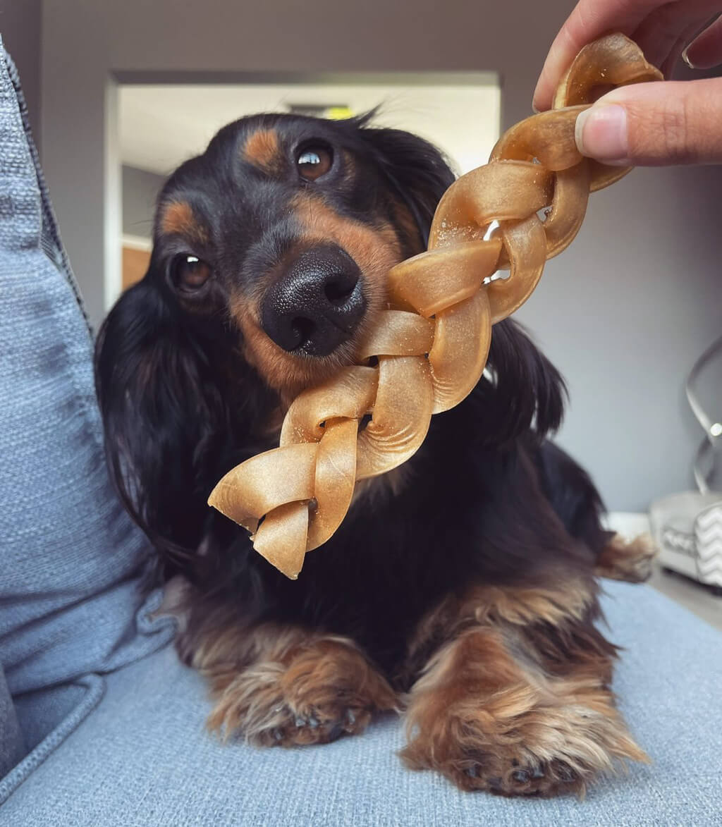 tresse_de_peau_de_buffle_pour_chien