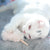 valeriane_pour_chat