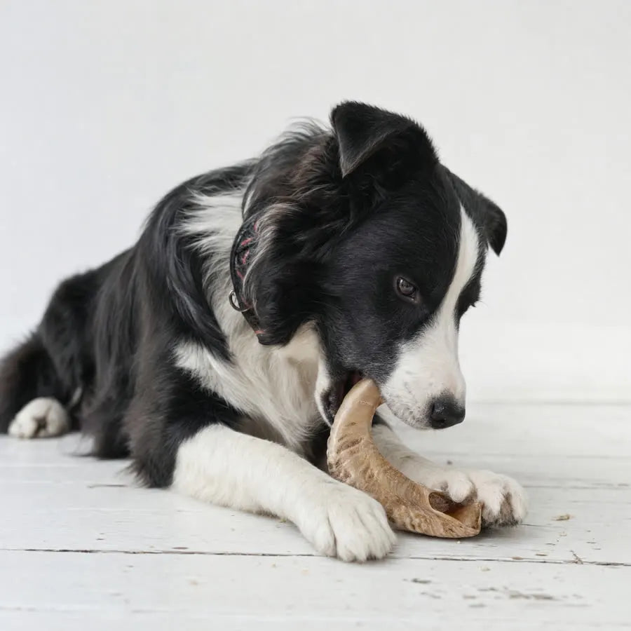 Corne de mouton pour chien