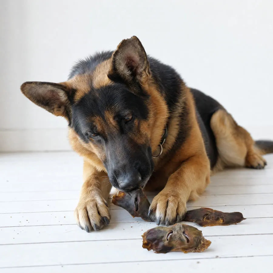 Museau de bœuf pour chien