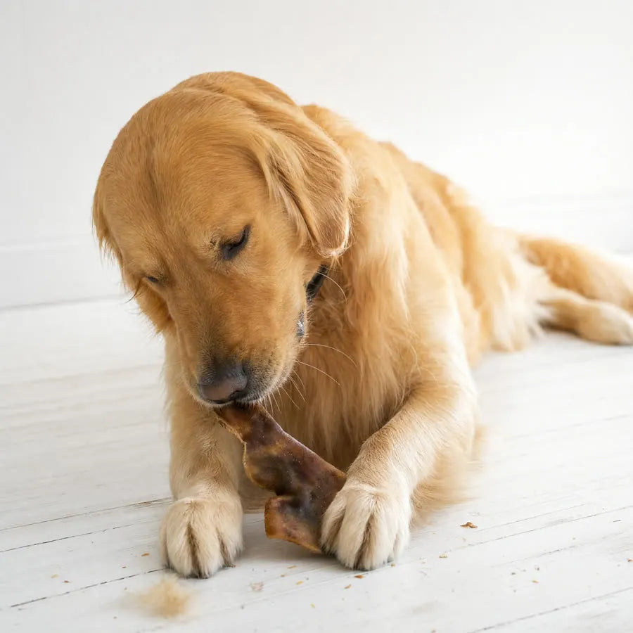 Peau de bœuf pour chien